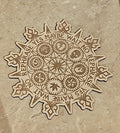 Wooden Pendulum Divination Board